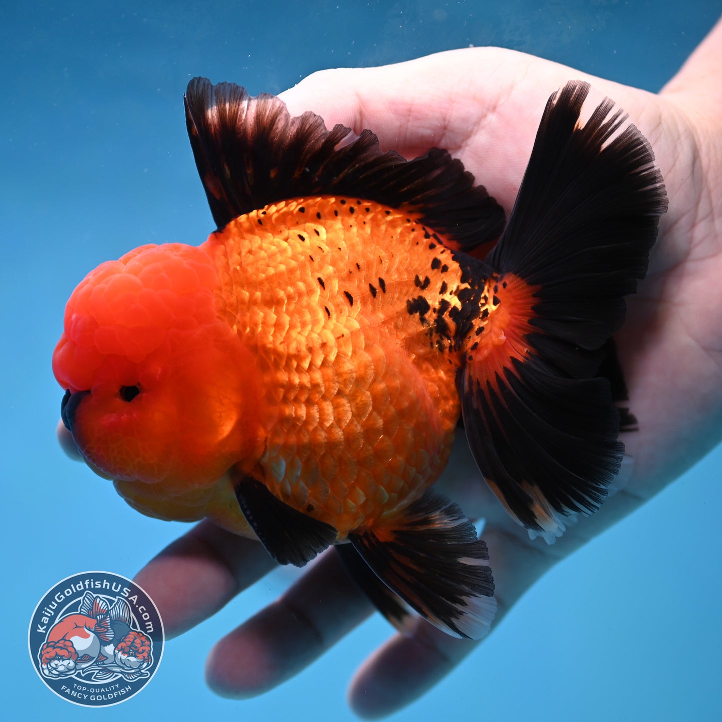 Apache Rose Tail Oranda 4 inch Body (260227_OR20)