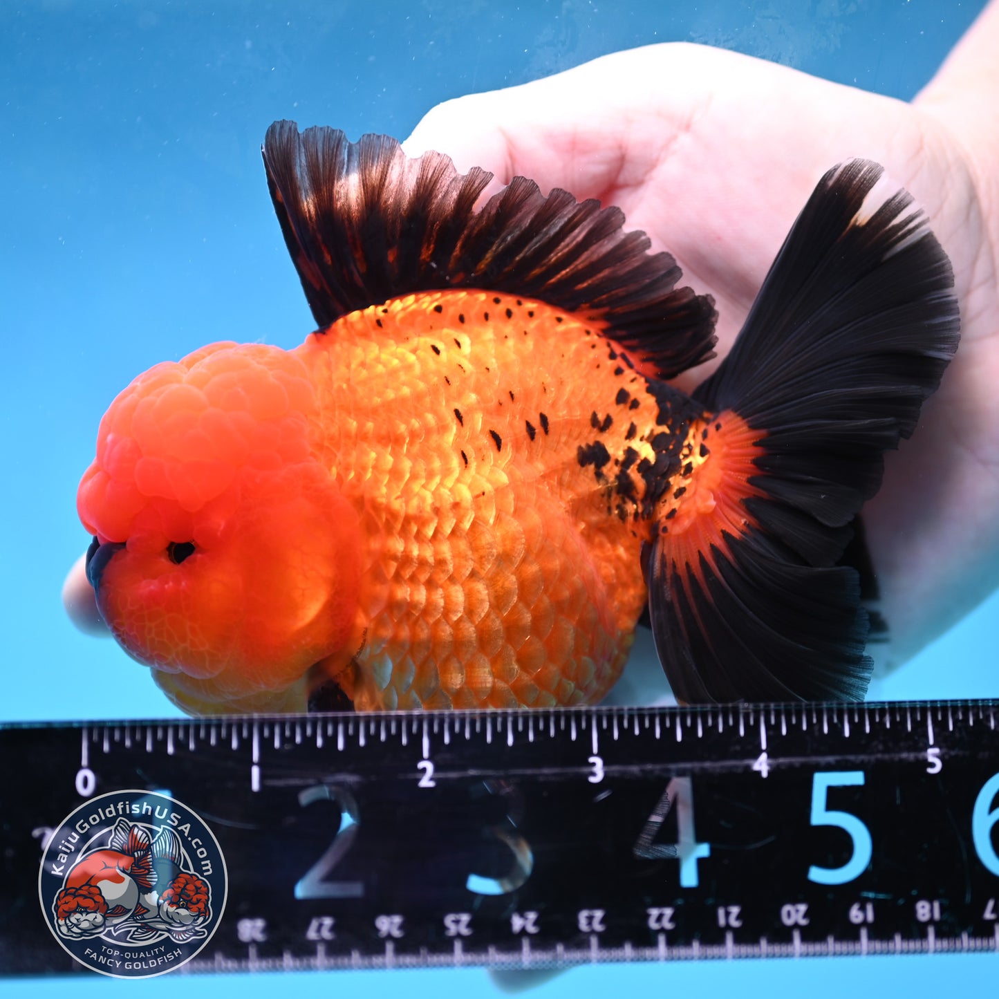 Apache Rose Tail Oranda 4 inch Body (260227_OR20)