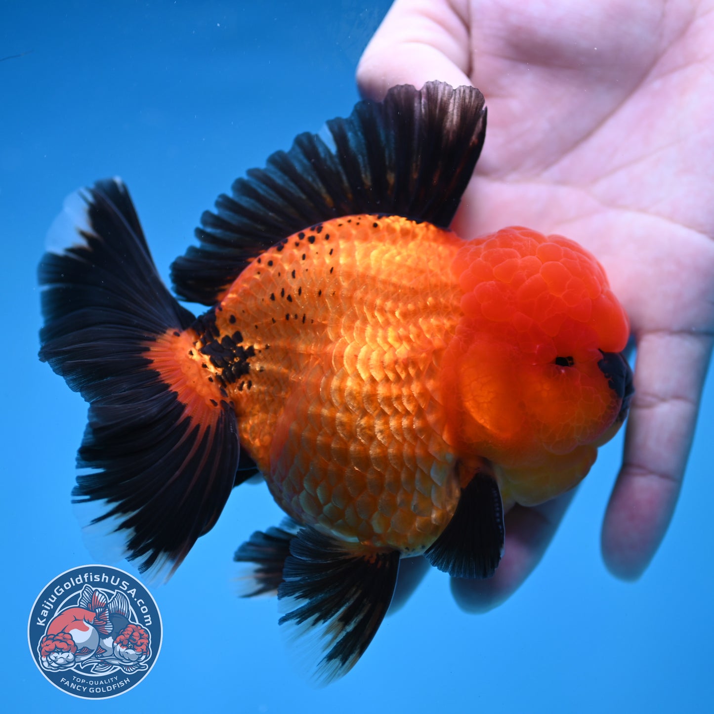Apache Rose Tail Oranda 4 inch Body (260227_OR20)