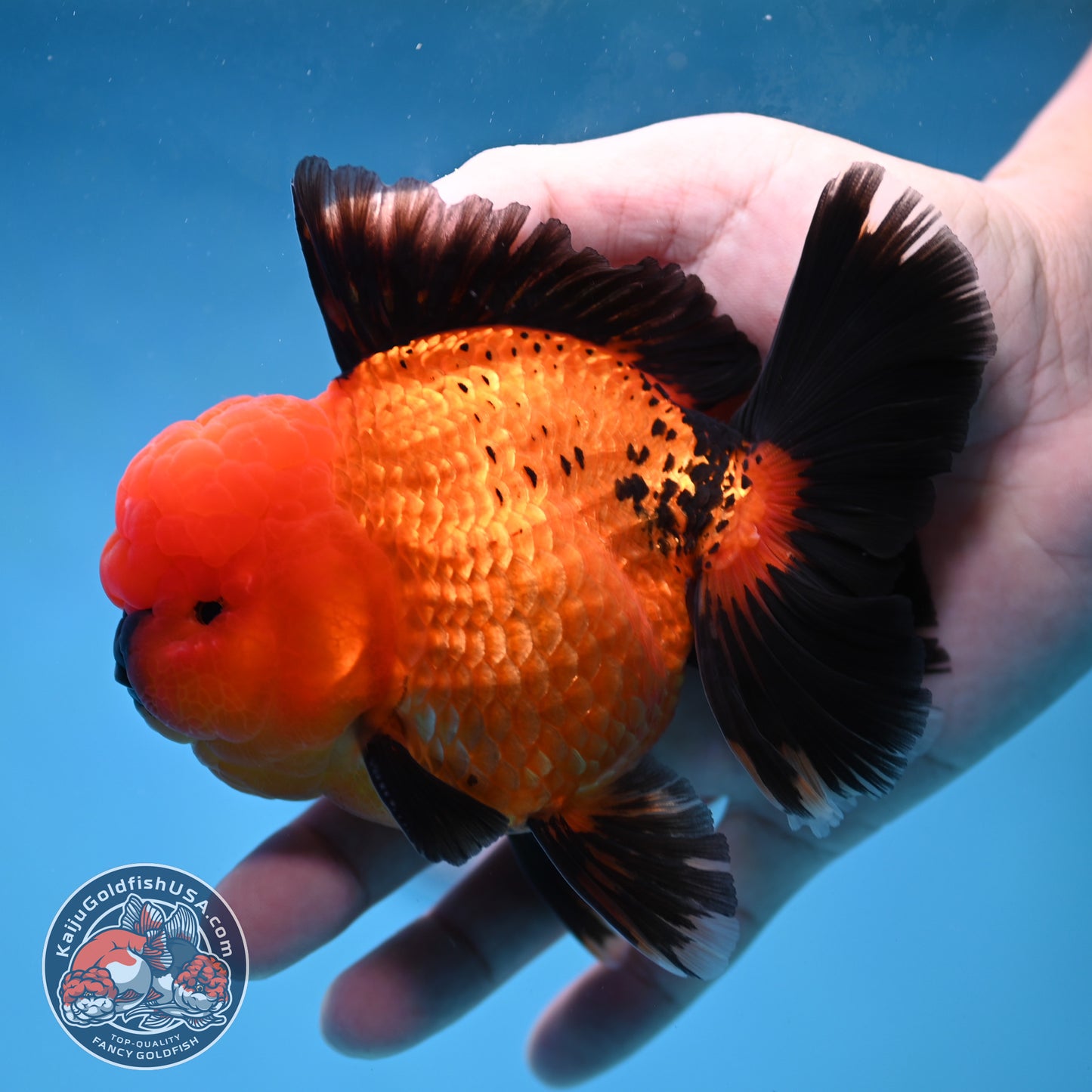 Apache Rose Tail Oranda 4 inch Body (260227_OR20)