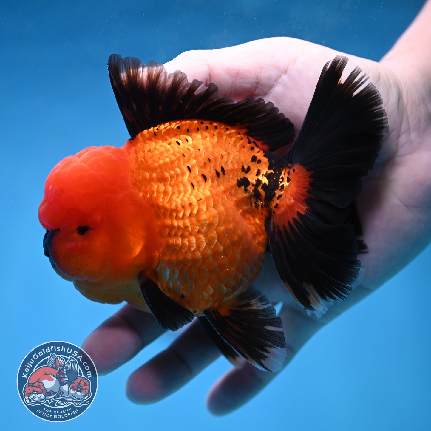 Apache Rose Tail Oranda 4 inch Body (260227_OR20)