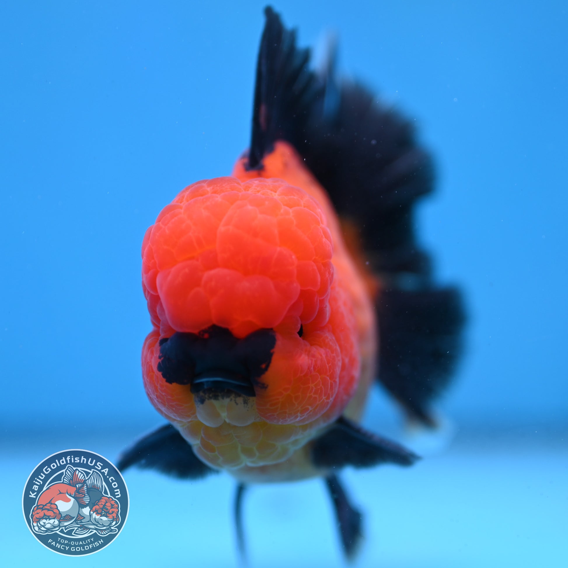 Apache Rose Tail Oranda 4 inch Body (260227_OR20)