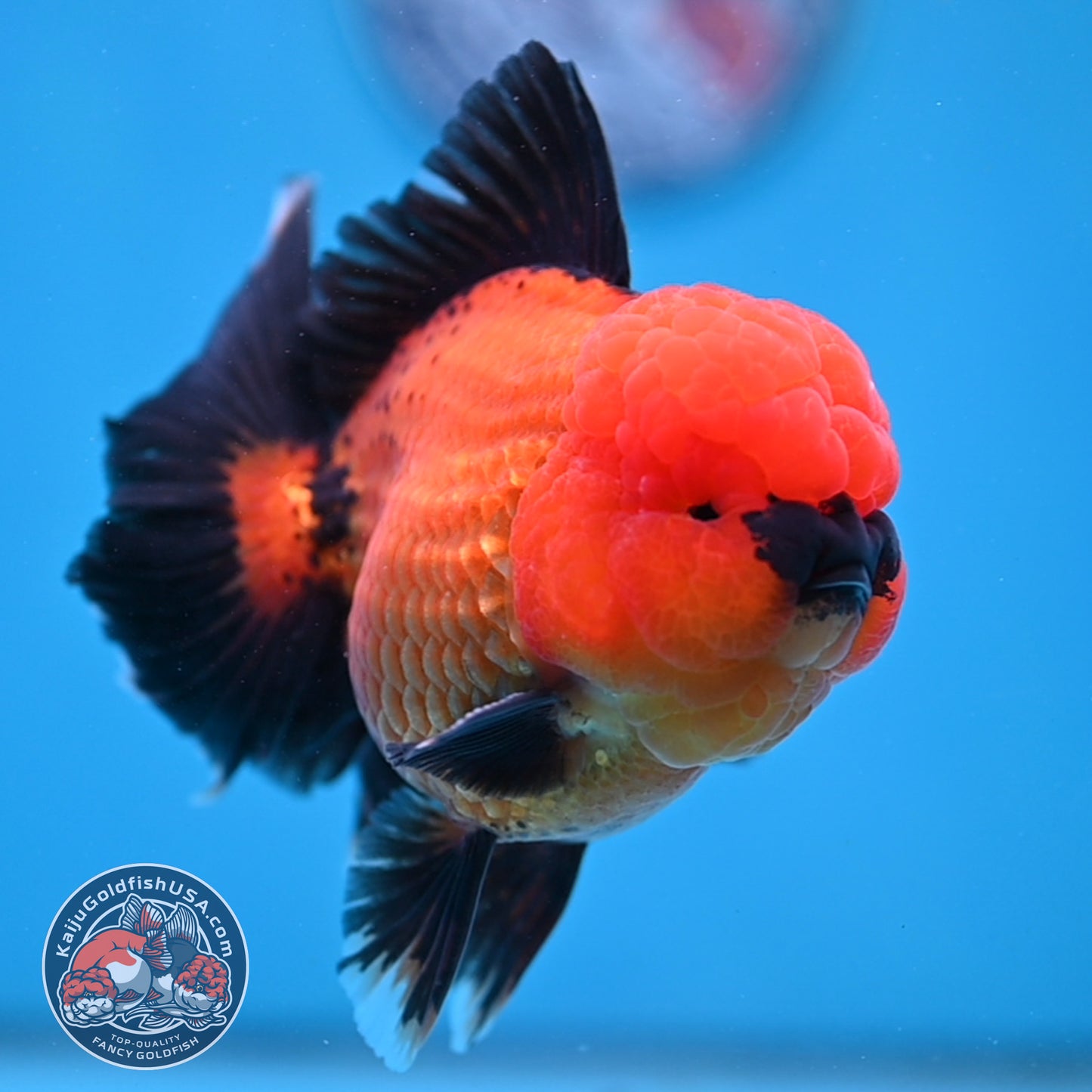 Apache Rose Tail Oranda 4 inch Body (260227_OR20)