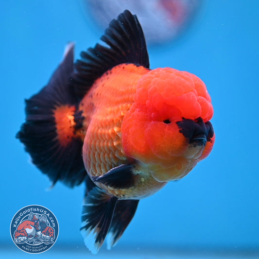 Apache Rose Tail Oranda 4 inch Body (260227_OR20)