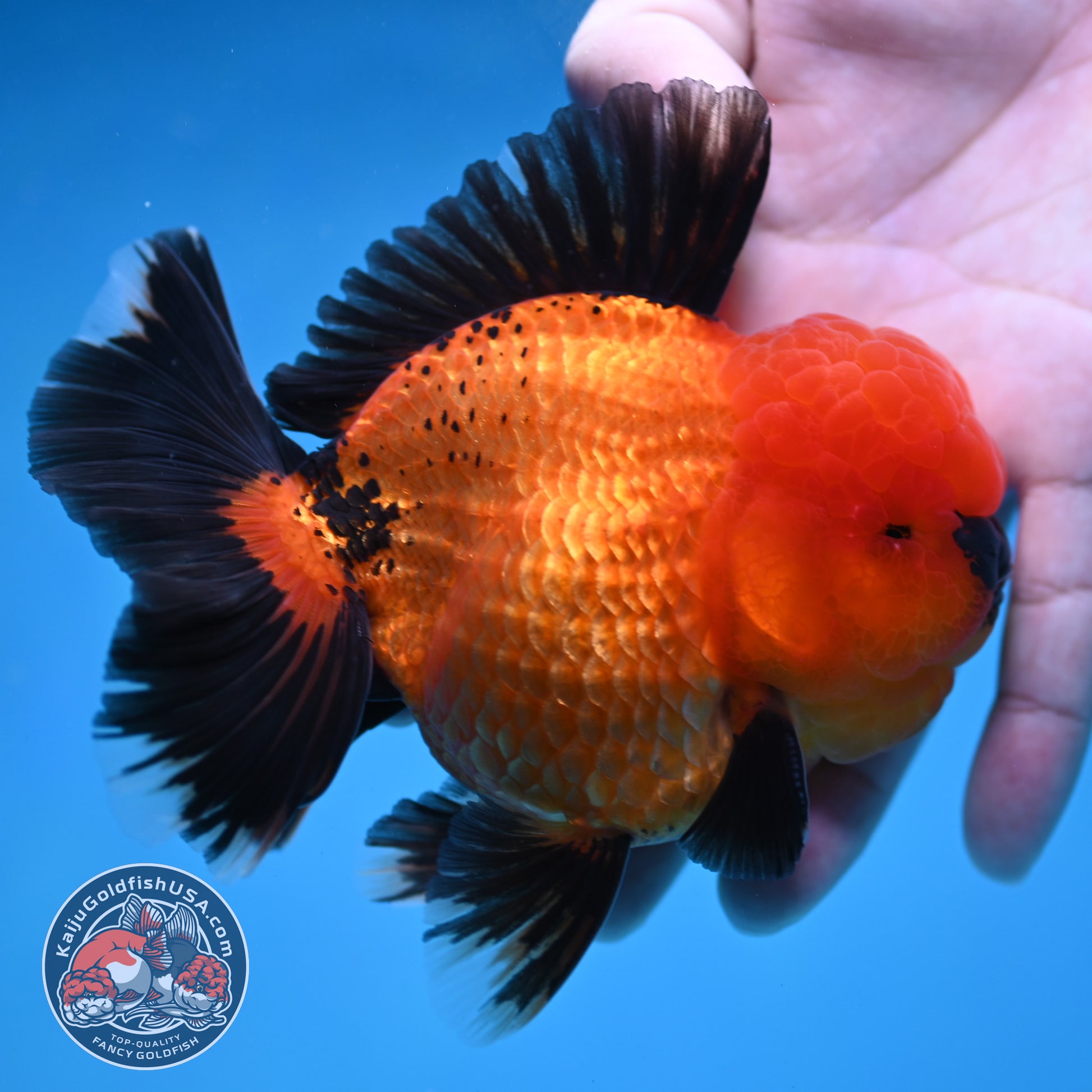Apache Rose Tail Oranda 4 inch Body (260227_OR20)