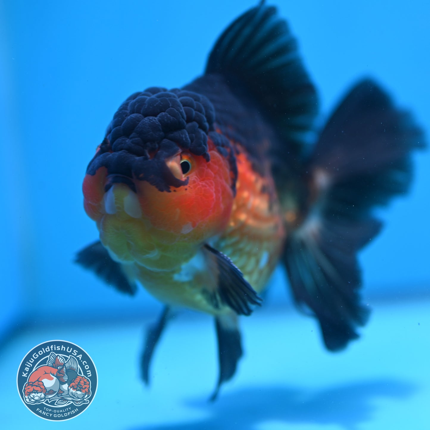 Apache Rosetail Oranda 4.5 inch Body (260417_OR07)