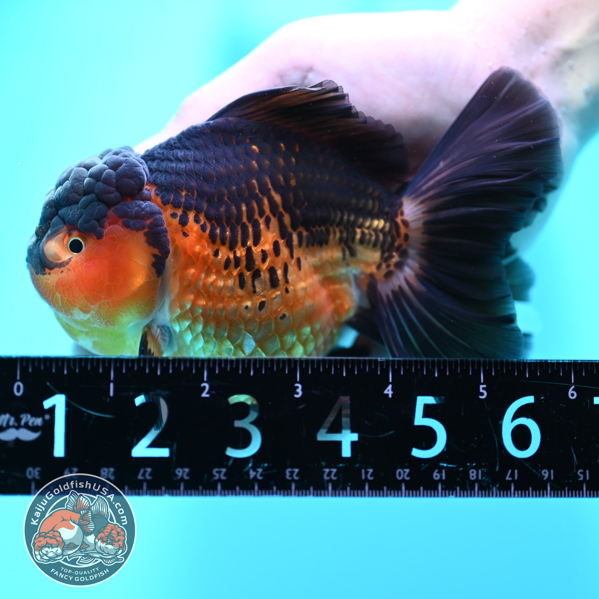 Apache Rosetail Oranda 4.5 inch Body (260417_OR07)