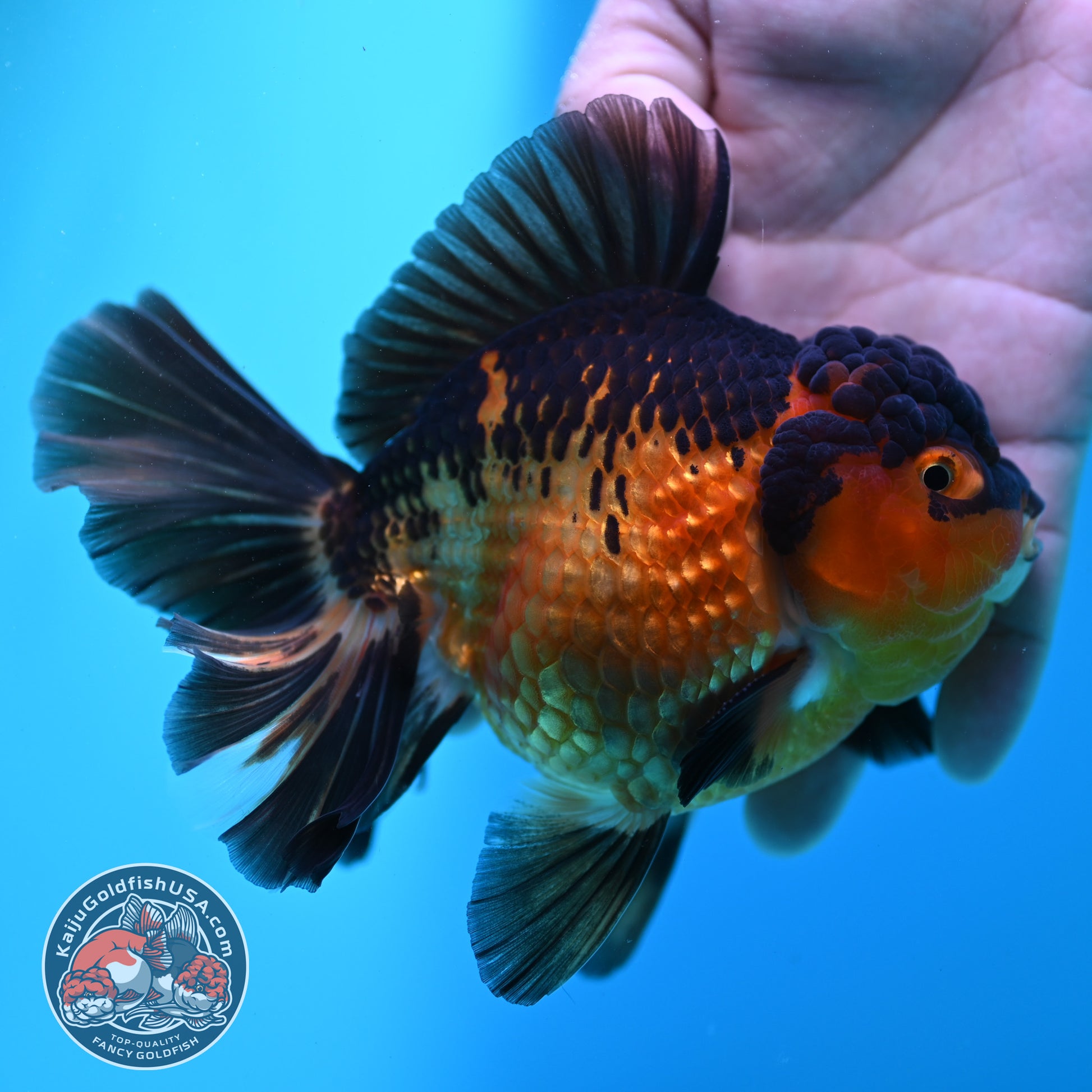 Apache Rosetail Oranda 4.5 inch Body (260417_OR07)