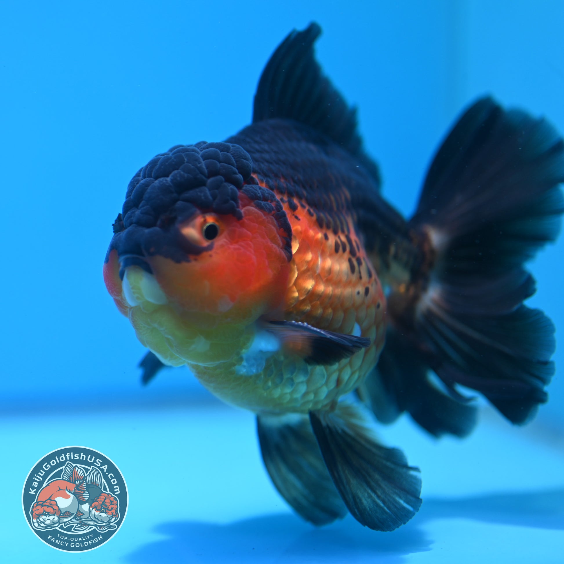 Apache Rosetail Oranda 4.5 inch Body (260417_OR07)