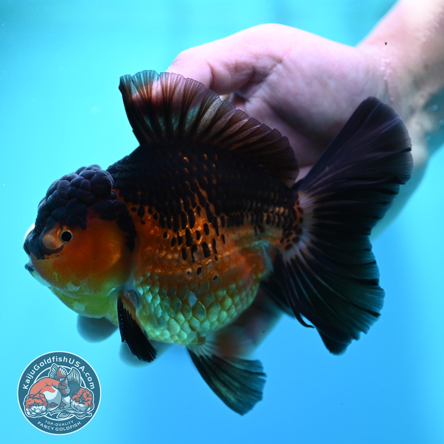 Apache Rosetail Oranda 4.5 inch Body (260417_OR07)