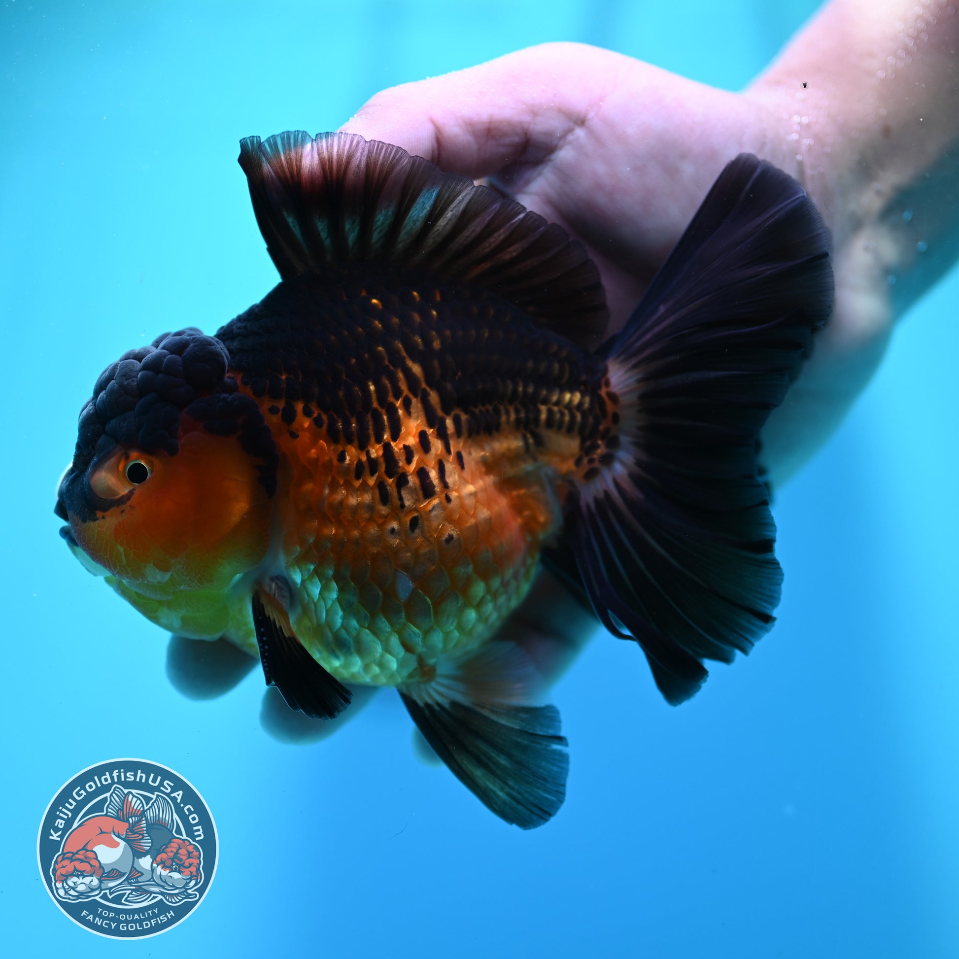 Apache Rosetail Oranda 4.5 inch Body (260417_OR07)