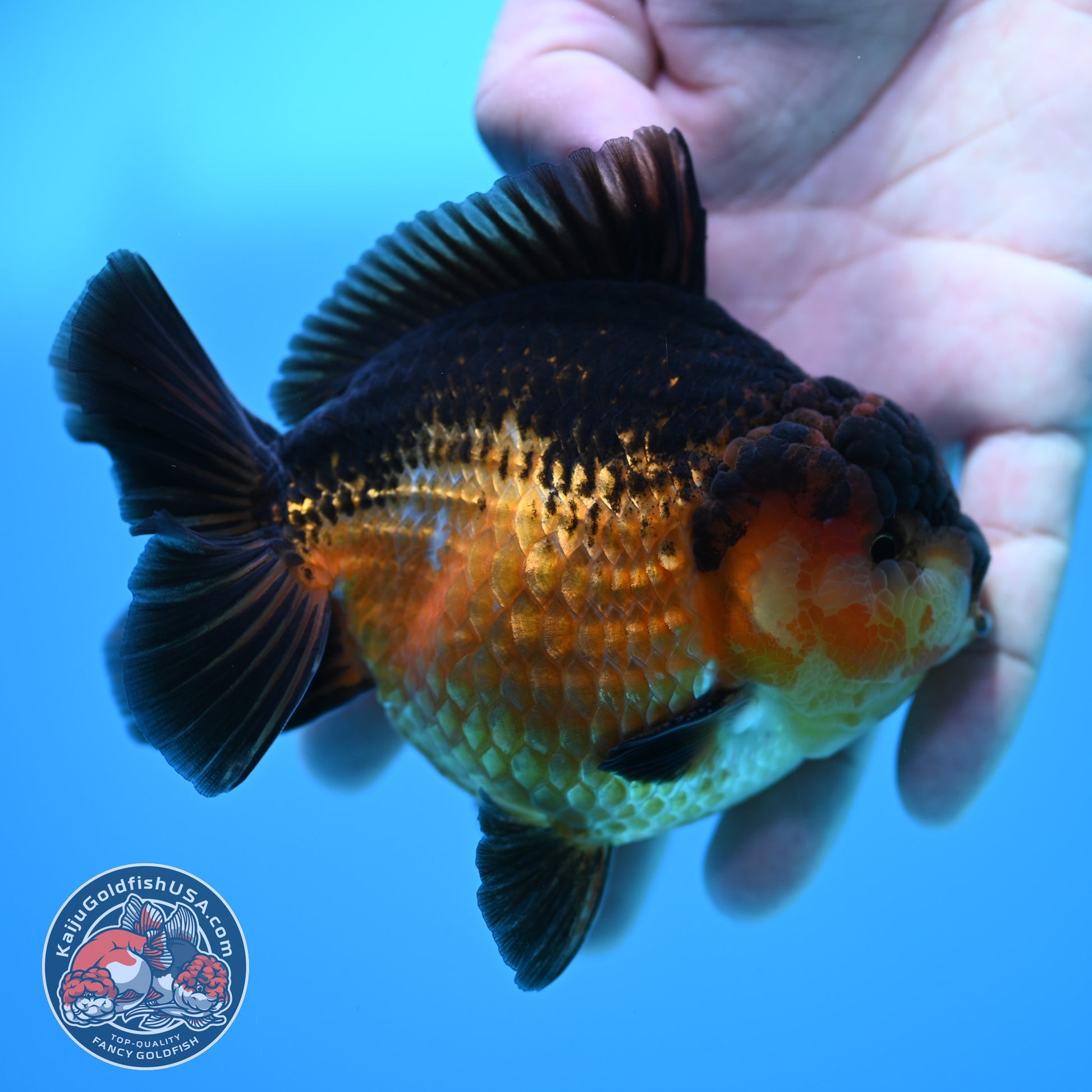 Apache YuanBao Oranda 3.8 inch Body (260320_OR06)
