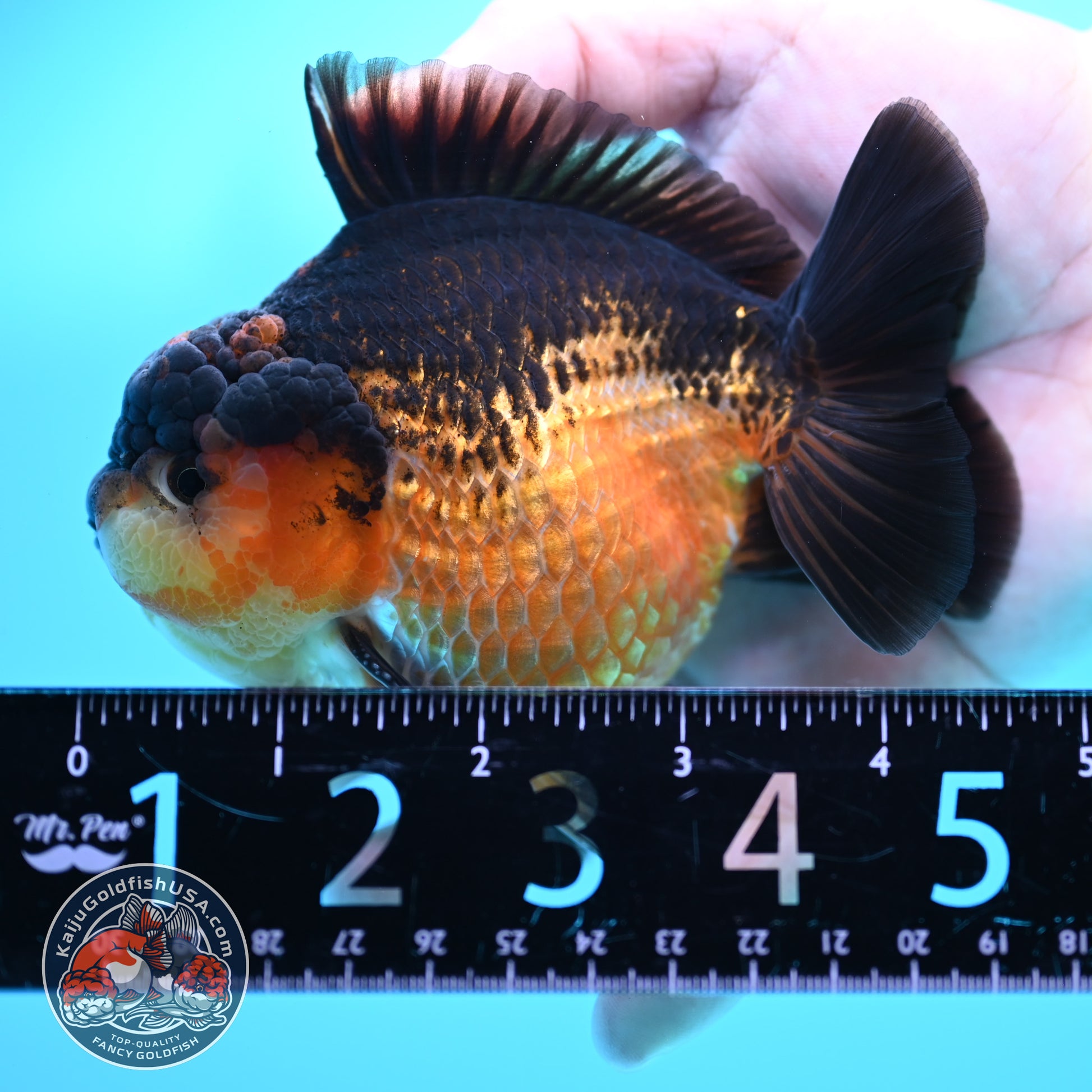 Apache YuanBao Oranda 3.8 inch Body (260320_OR06)