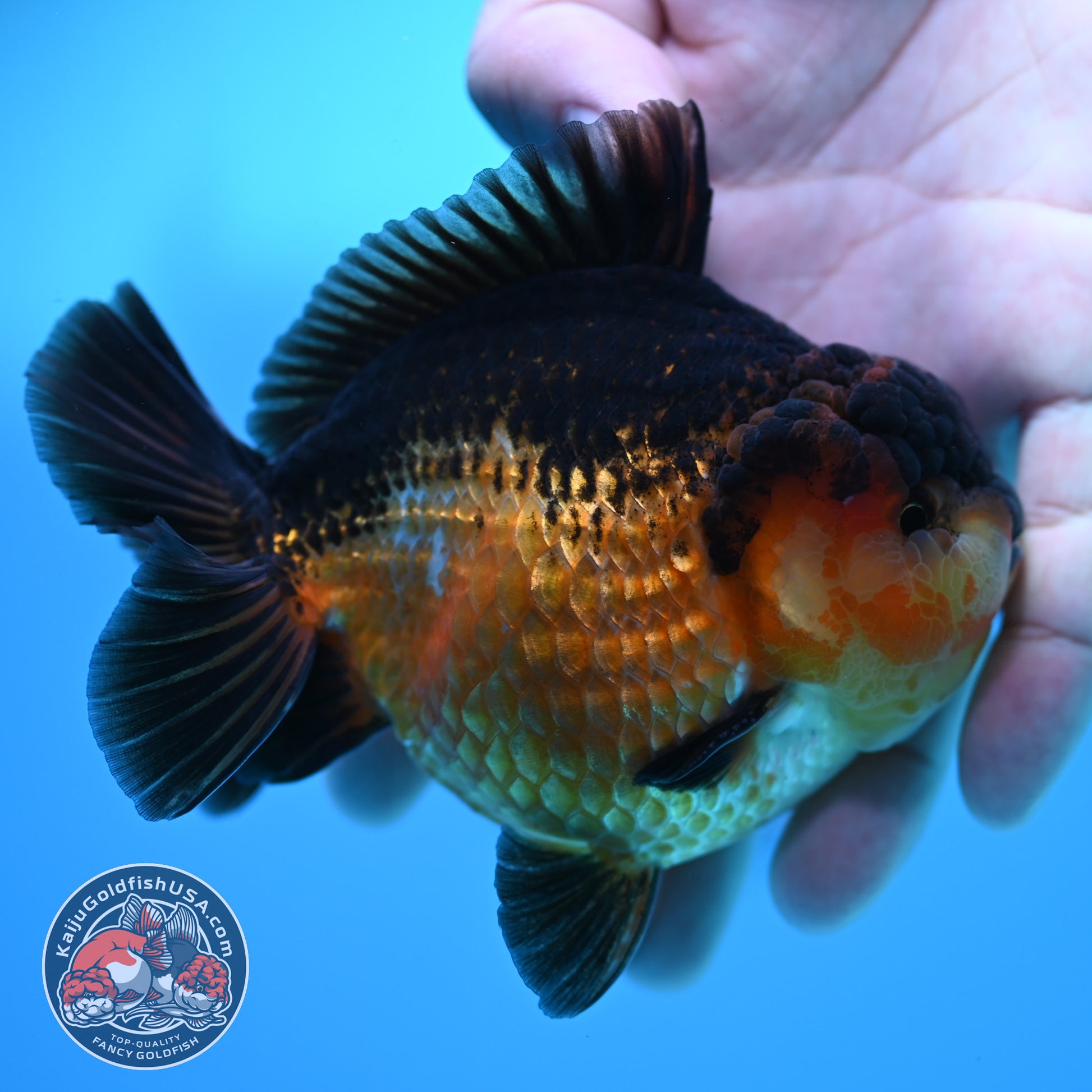 Apache YuanBao Oranda 3.8 inch Body (260320_OR06)