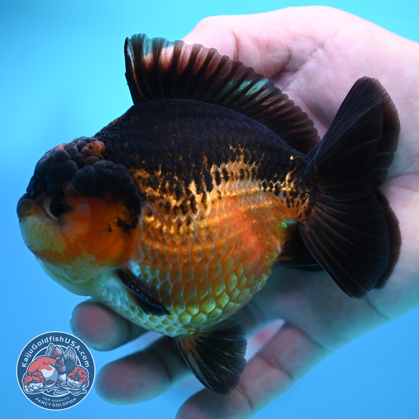 Apache YuanBao Oranda 3.8 inch Body (260320_OR06)
