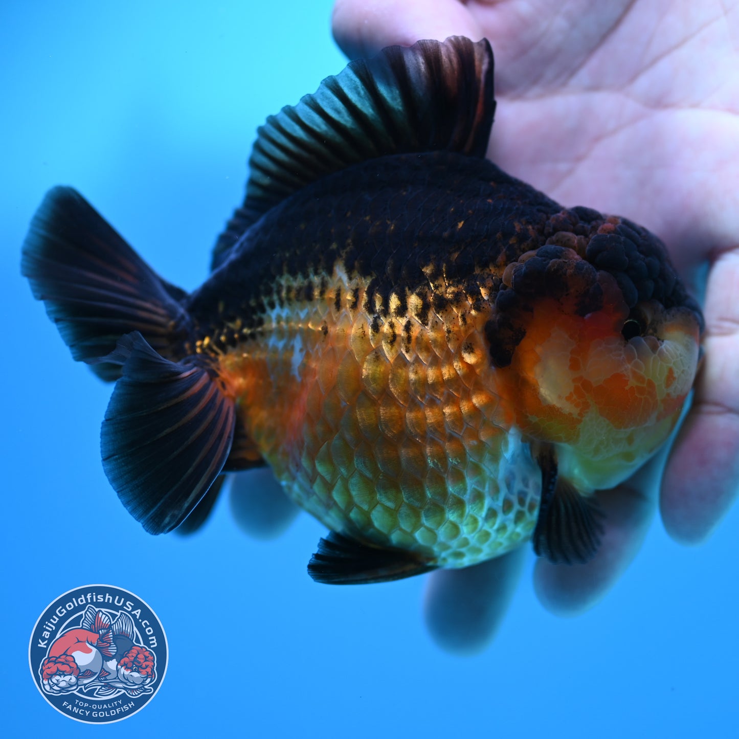 Apache YuanBao Oranda 3.8 inch Body (260320_OR06)