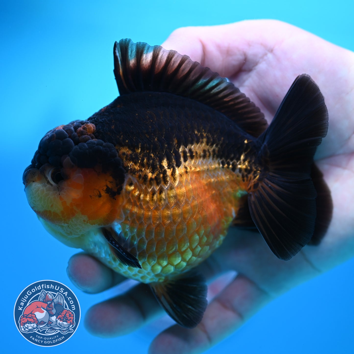Apache YuanBao Oranda 3.8 inch Body (260320_OR06)