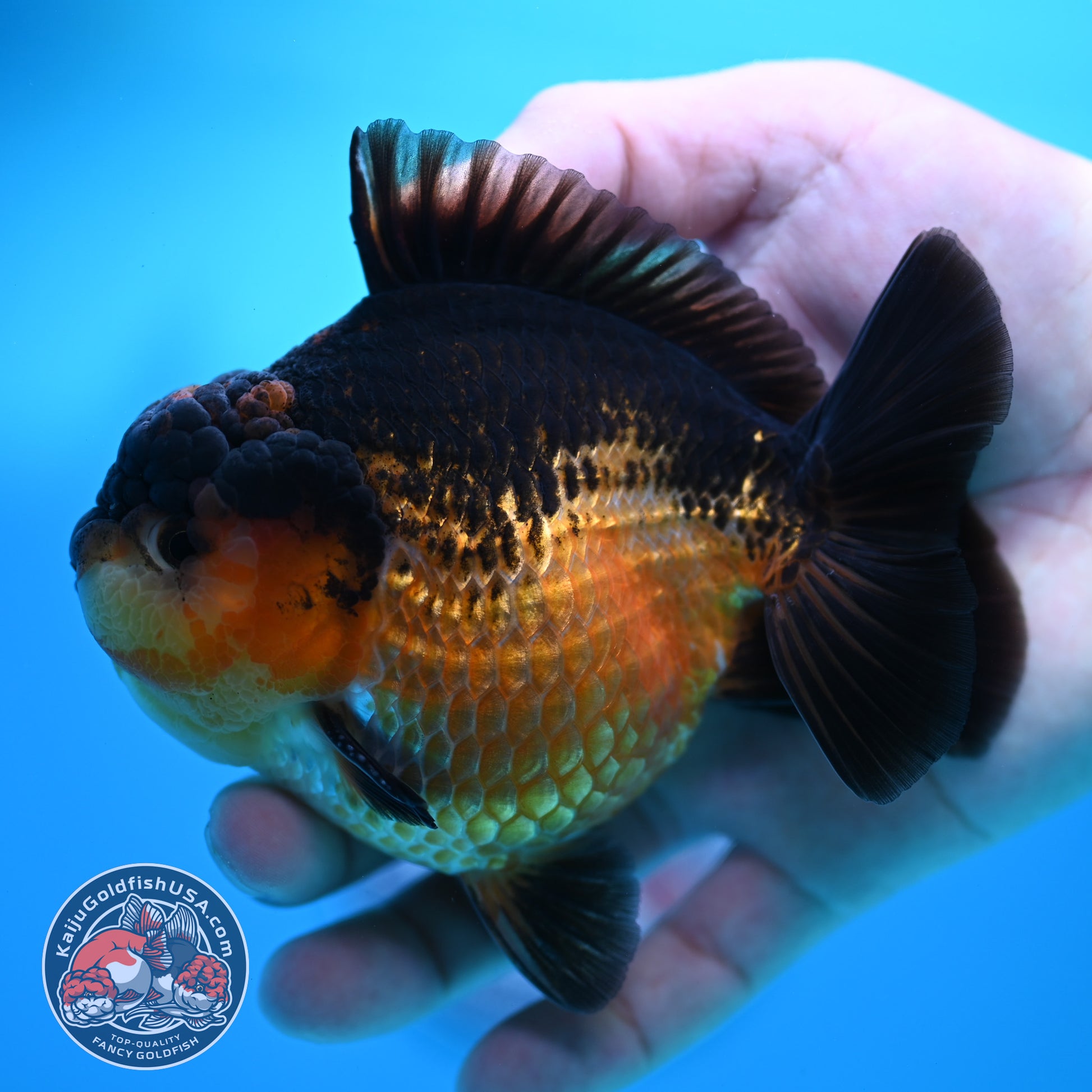 Apache YuanBao Oranda 3.8 inch Body (260320_OR06)