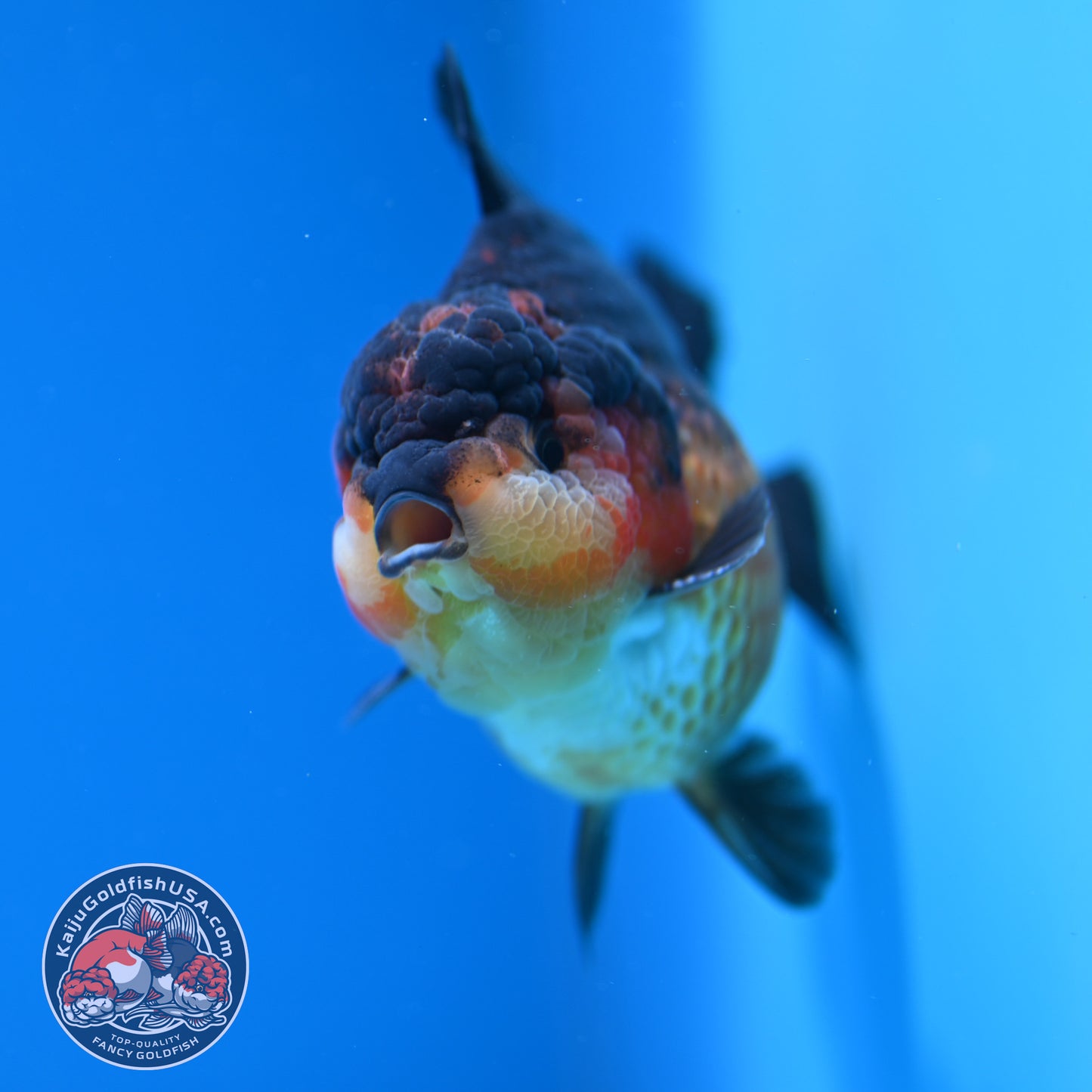 Apache YuanBao Oranda 3.8 inch Body (260320_OR06)