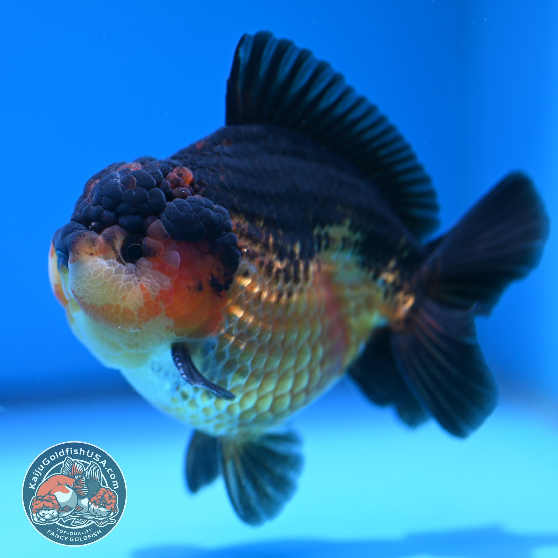 Apache YuanBao Oranda 3.8 inch Body (260320_OR06)