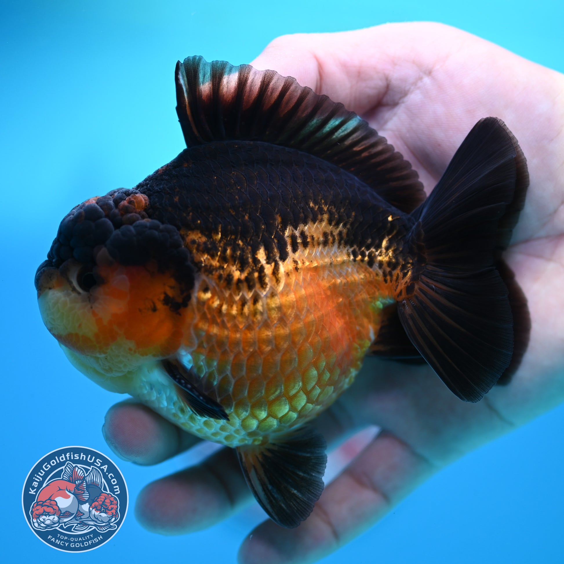 Apache YuanBao Oranda 3.8 inch Body (260320_OR06)