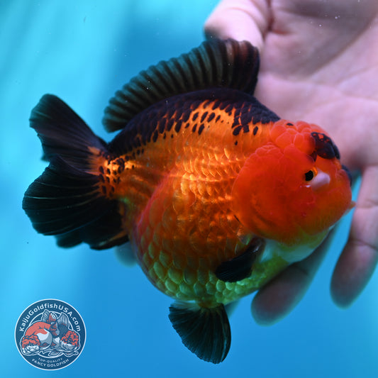 Apache YuanBao Oranda 4 inch Body (260501_OR03)