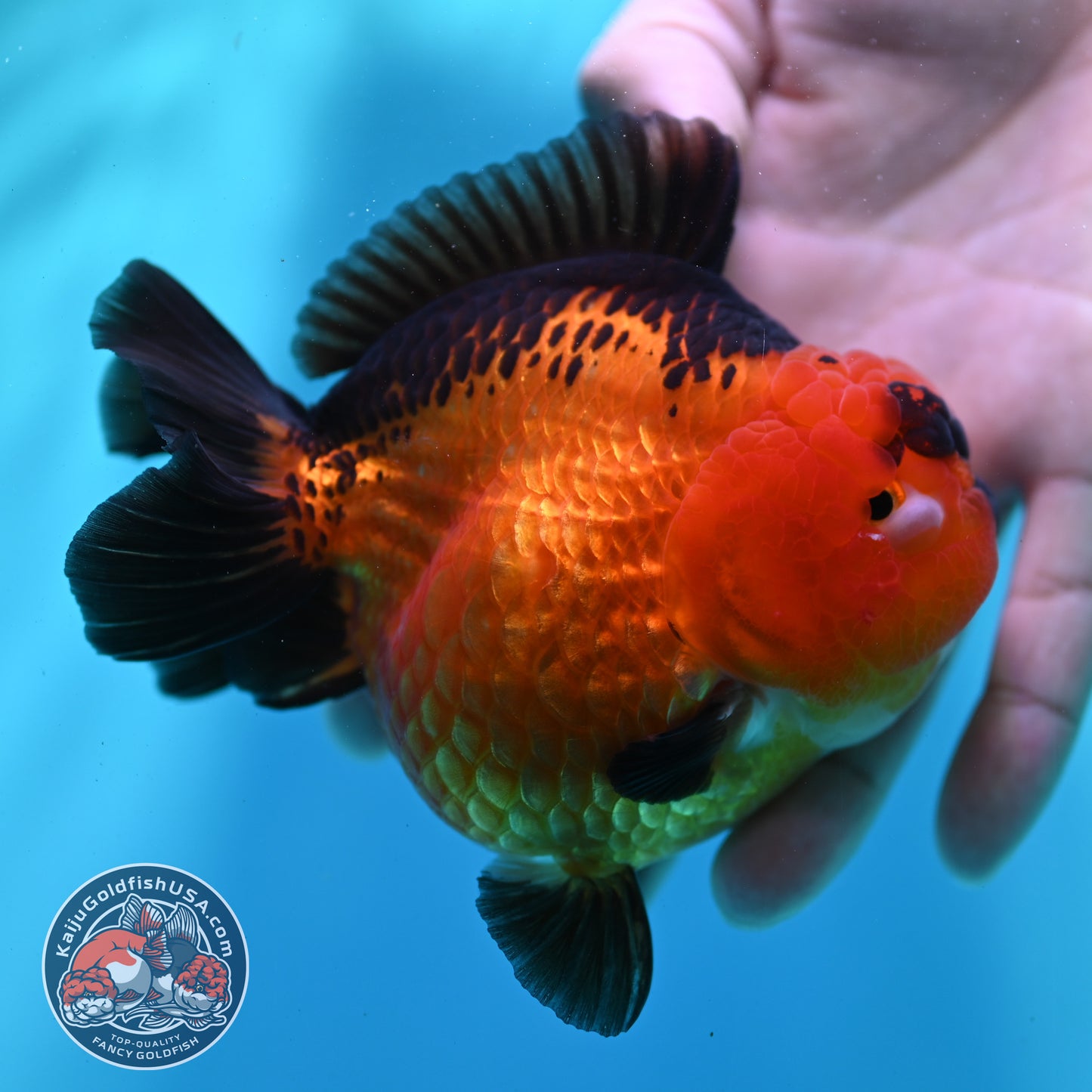 Apache YuanBao Oranda 4 inch Body (260501_OR03)