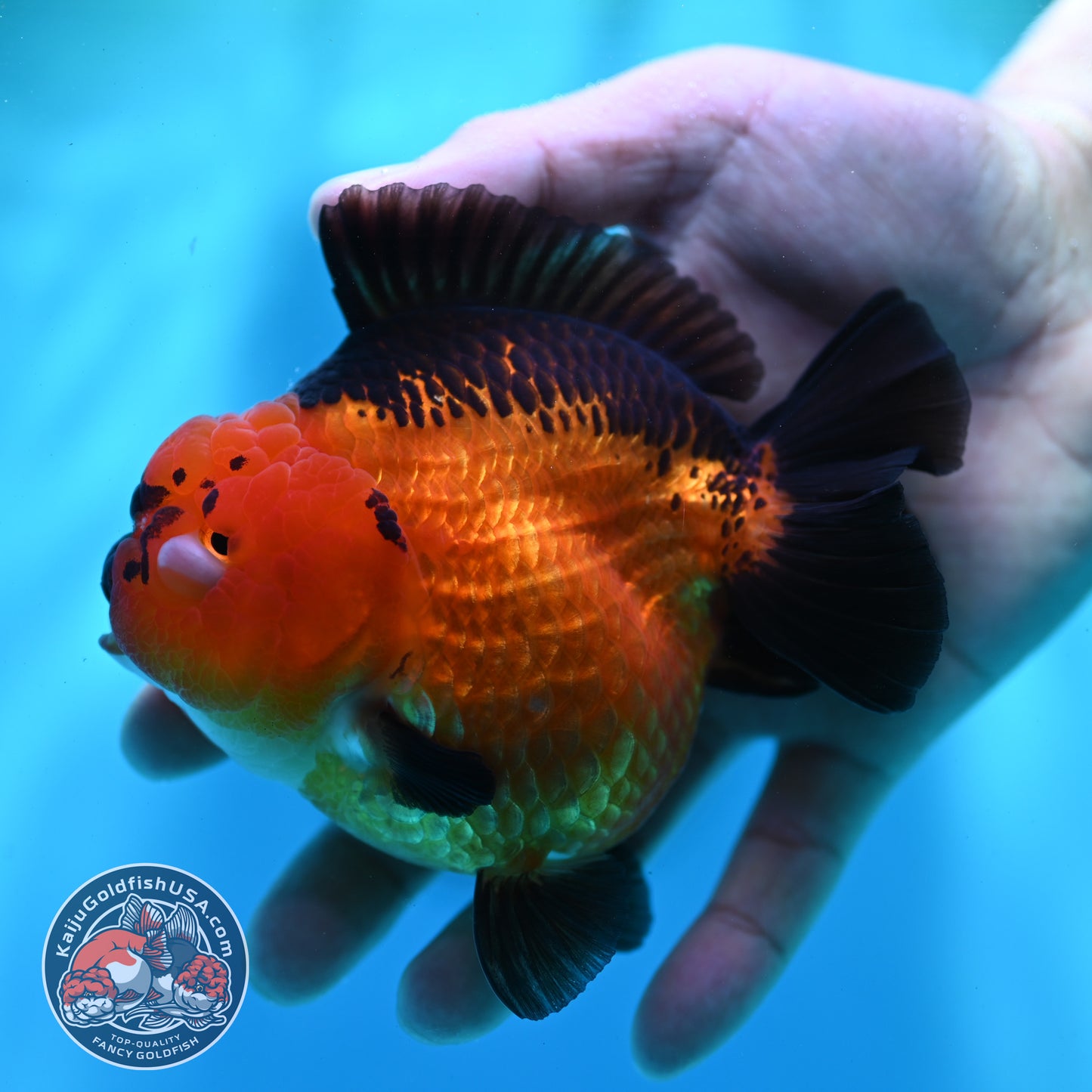 Apache YuanBao Oranda 4 inch Body (260501_OR03)