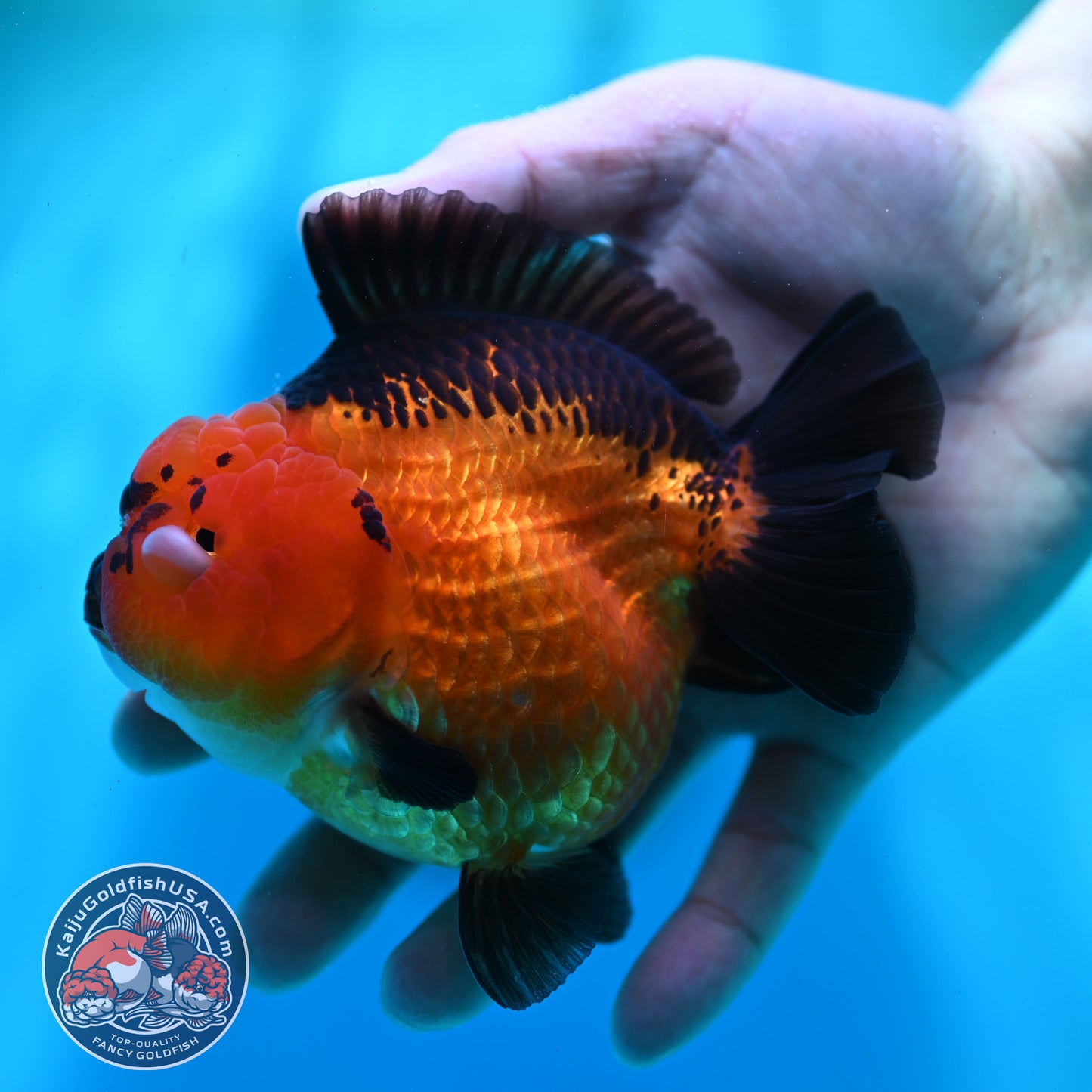 Apache YuanBao Oranda 4 inch Body (260501_OR03)