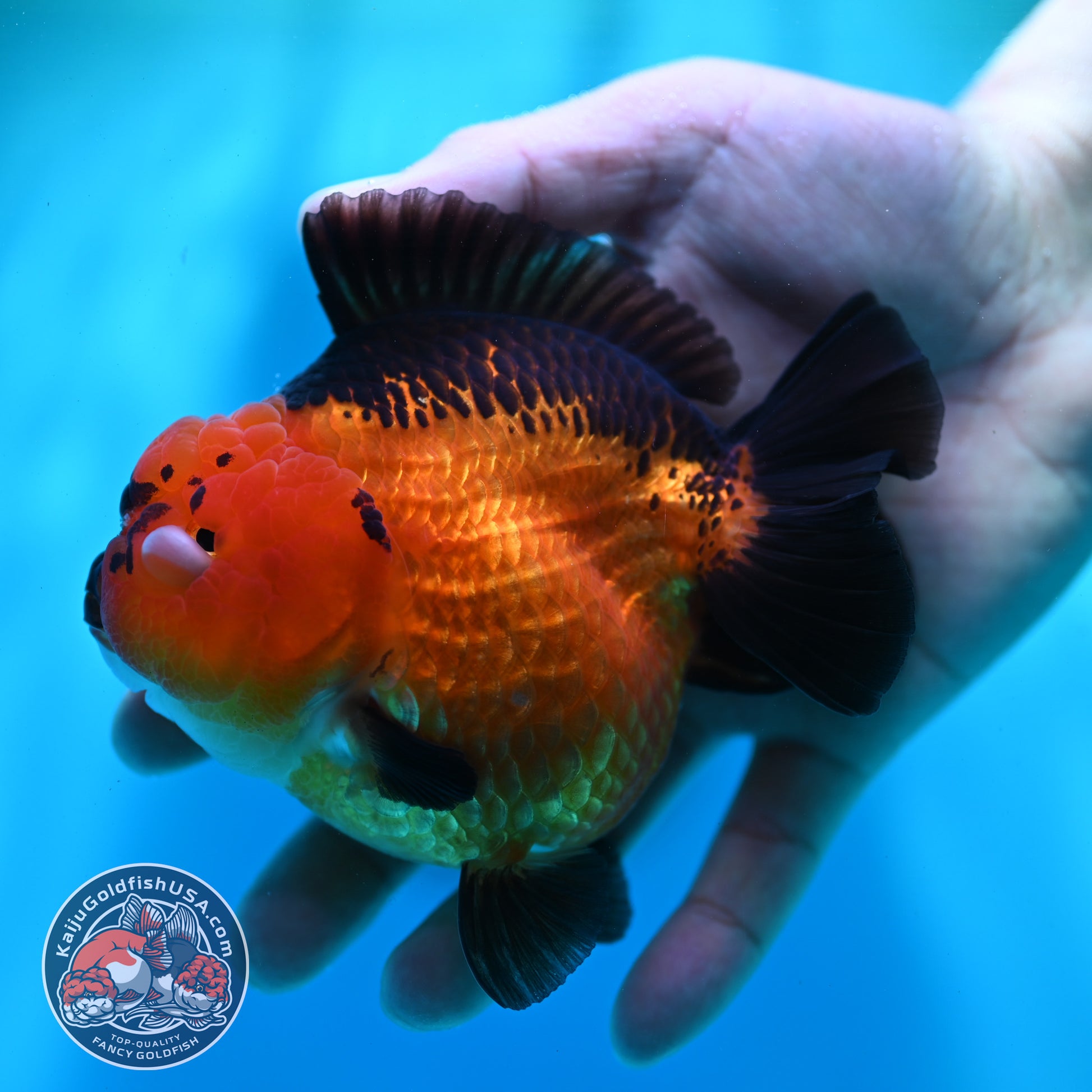 Apache YuanBao Oranda 4 inch Body (260501_OR03)