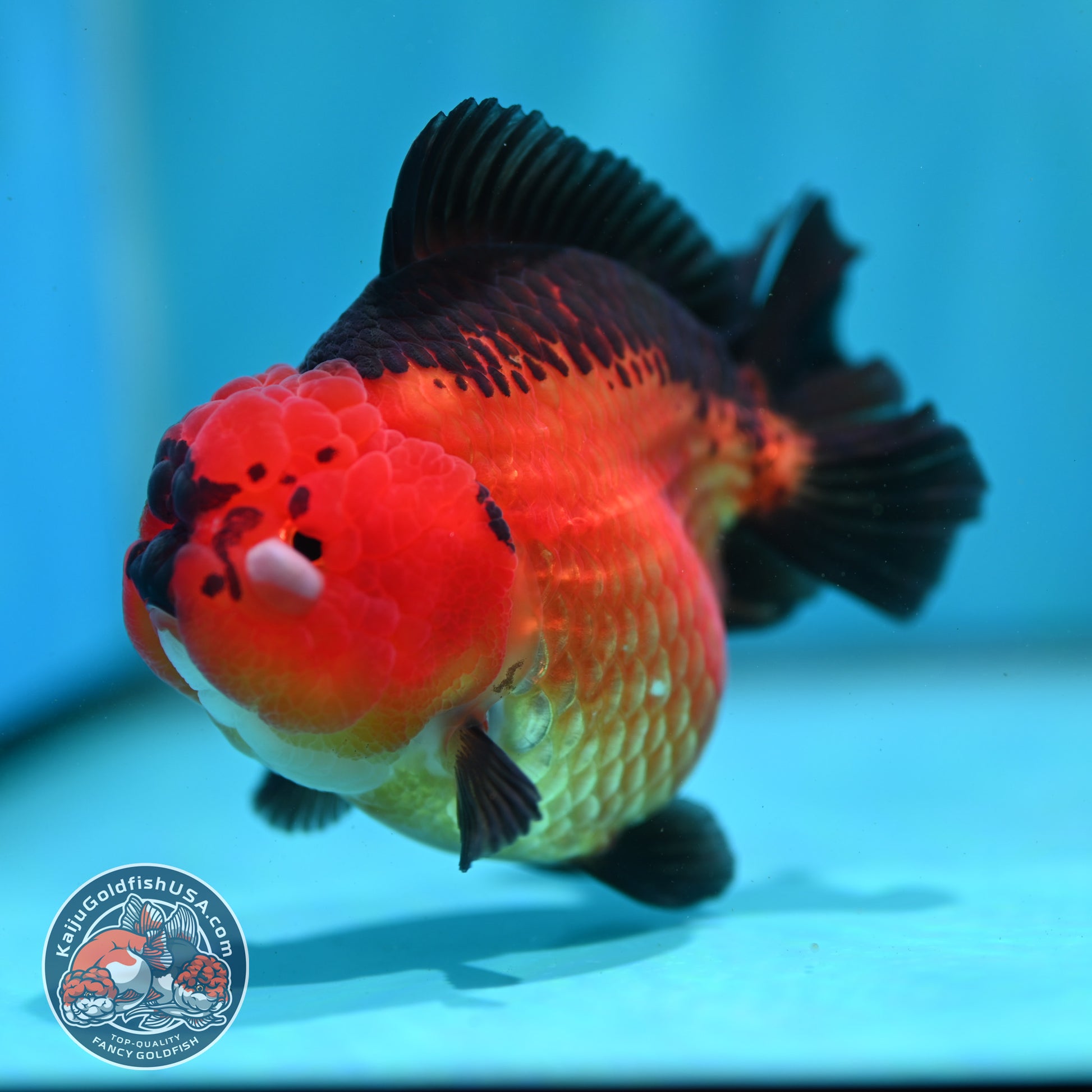 Apache YuanBao Oranda 4 inch Body (260501_OR03)