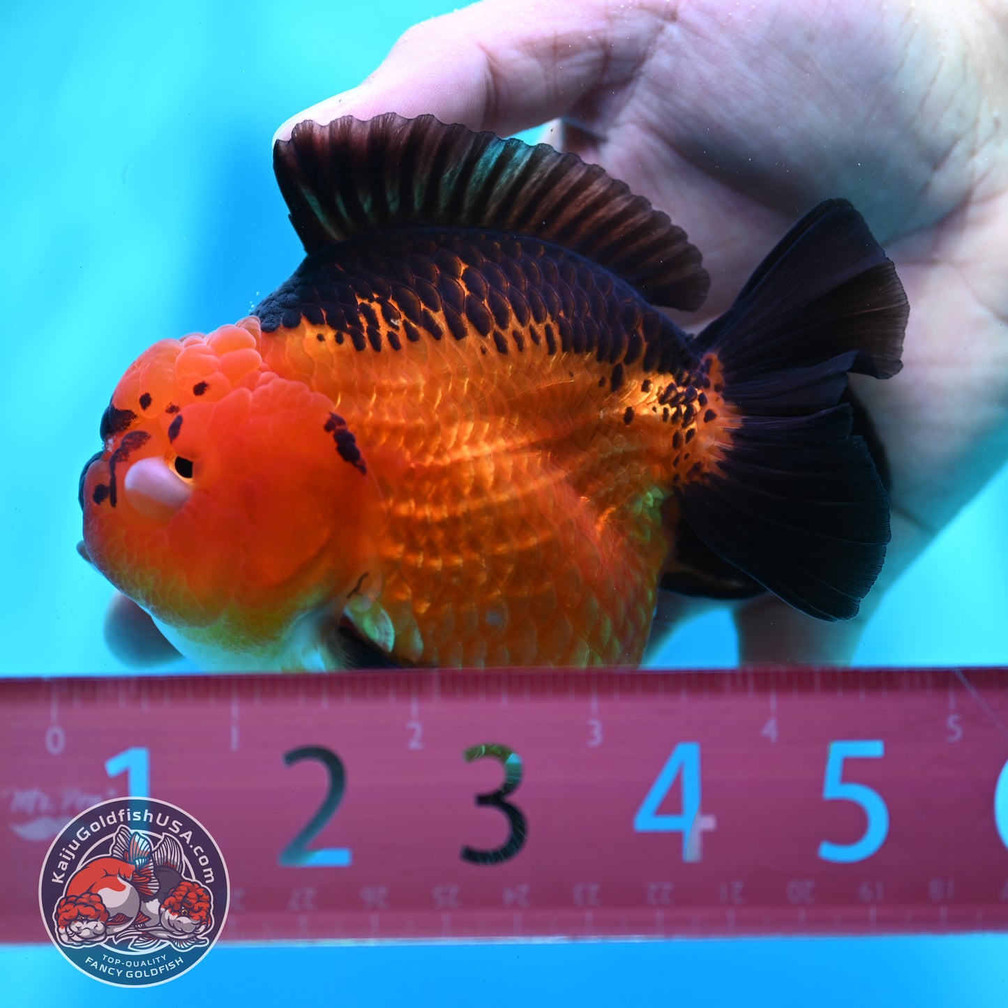 Apache YuanBao Oranda 4 inch Body (260501_OR03)