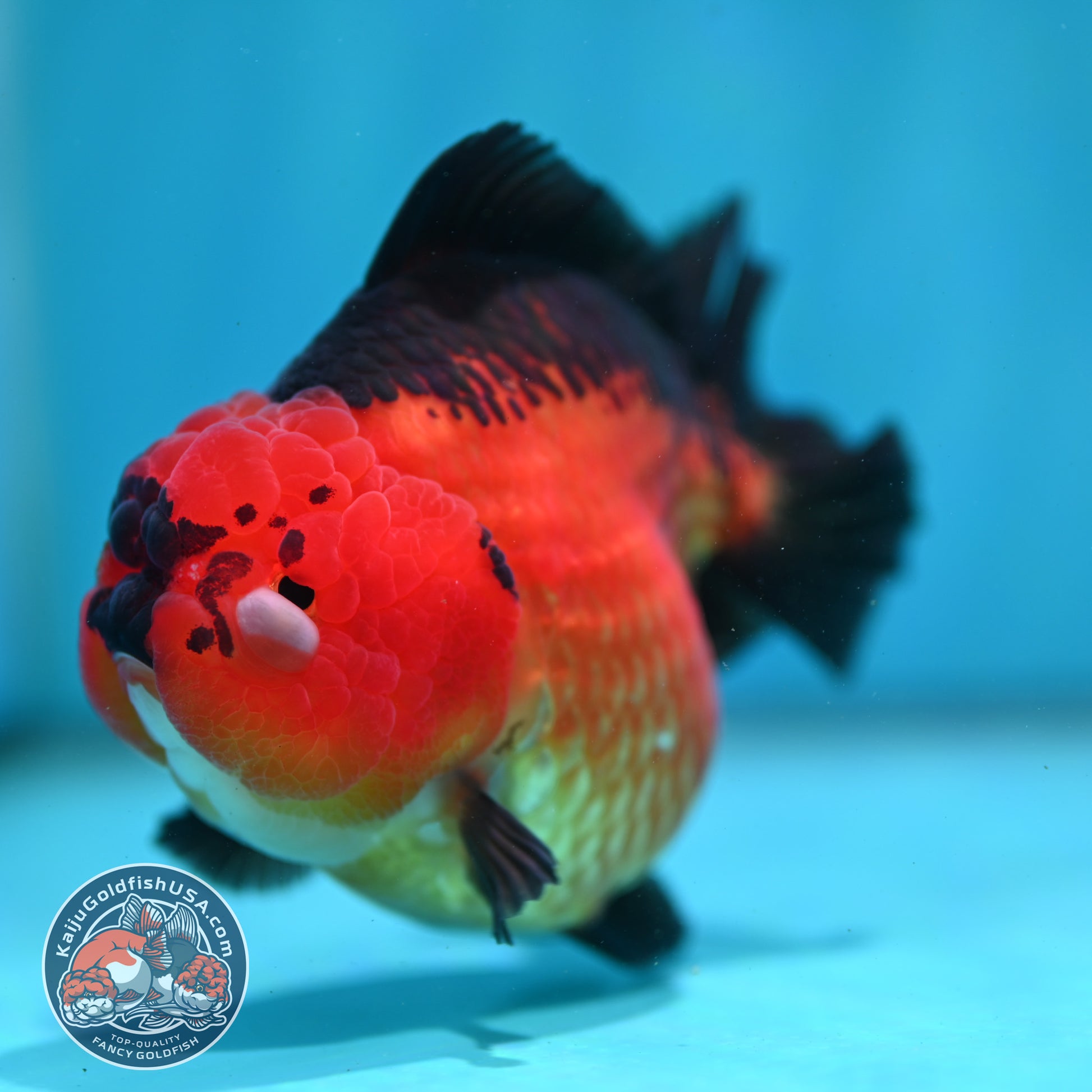 Apache YuanBao Oranda 4 inch Body (260501_OR03)