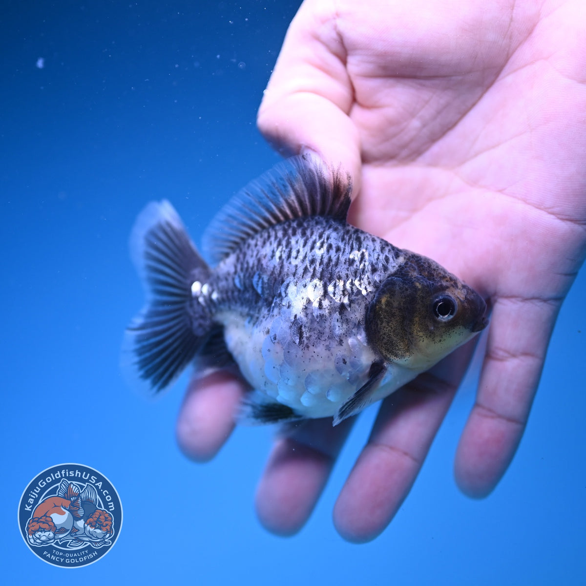 Baby Shogun Blue Based Oranda 3 inch Body (261023_OR14)