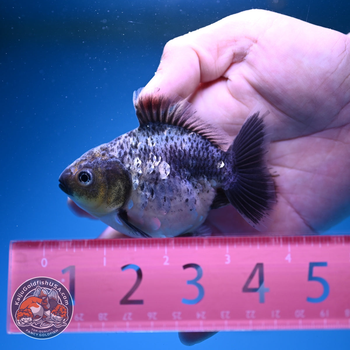 Baby Shogun Blue Based Oranda 3 inch Body (261023_OR14)
