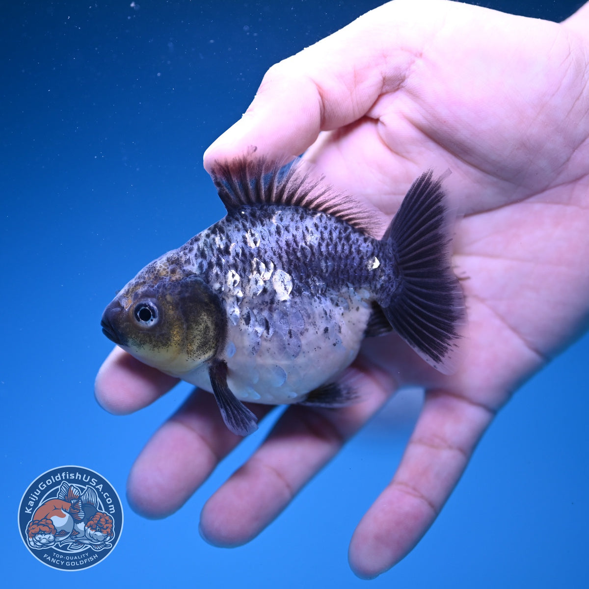 Baby Shogun Blue Based Oranda 3 inch Body (261023_OR14)