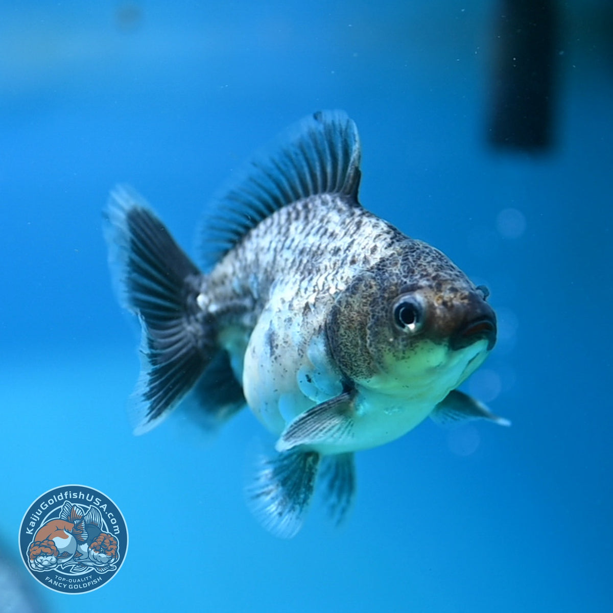 Baby Shogun Blue Based Oranda 3 inch Body (261023_OR14)