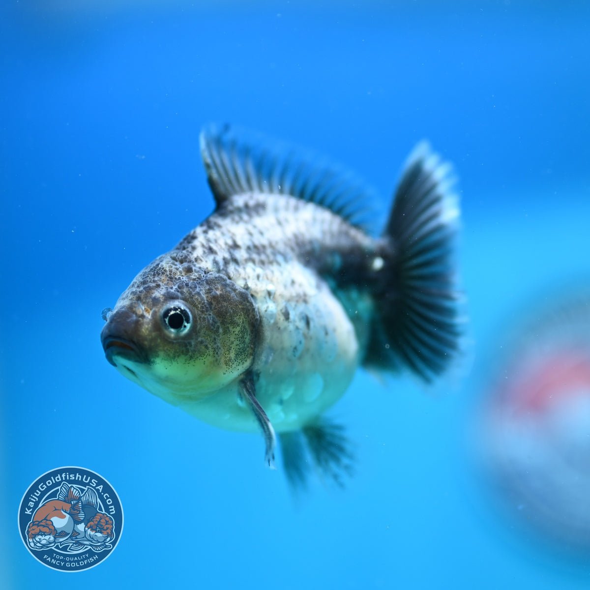 Baby Shogun Blue Based Oranda 3 inch Body (261023_OR14)