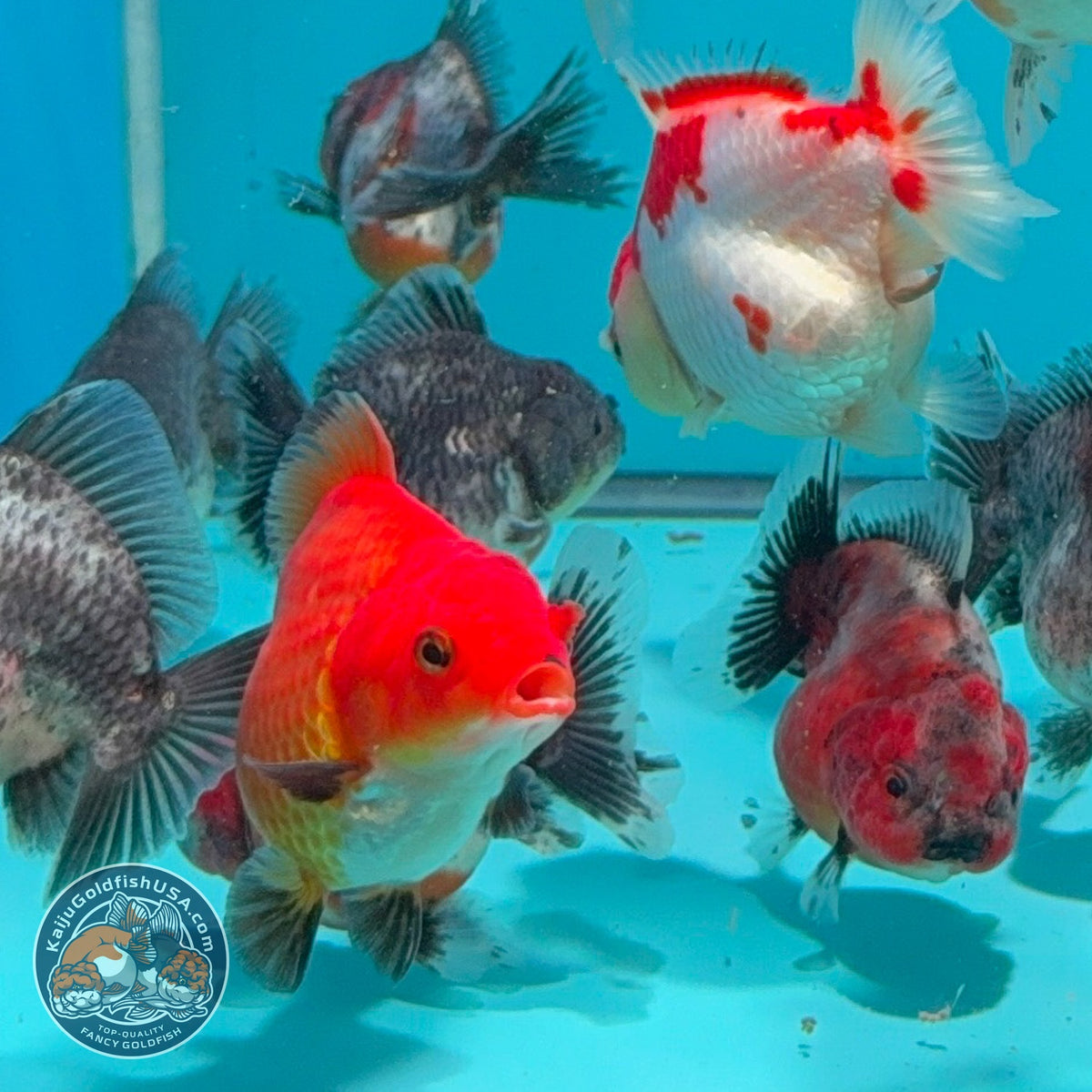 Baby Shogun Oranda 2.5-3 inch Body (260925_OR16)