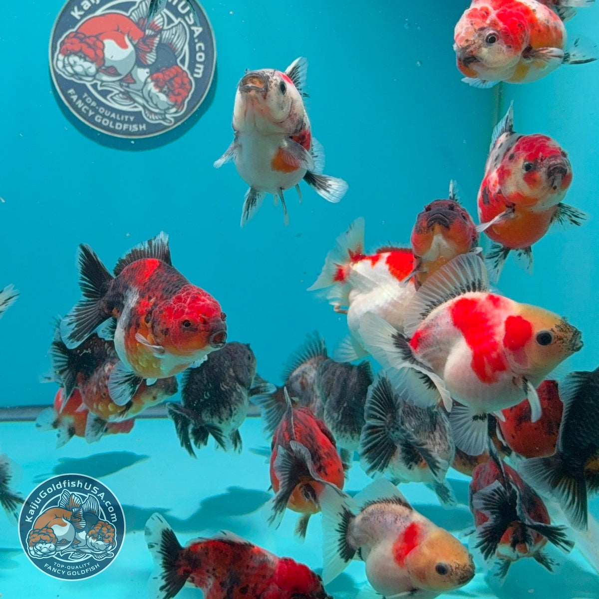 Baby Shogun Oranda 2.5-3 inch Body (260925_OR16)