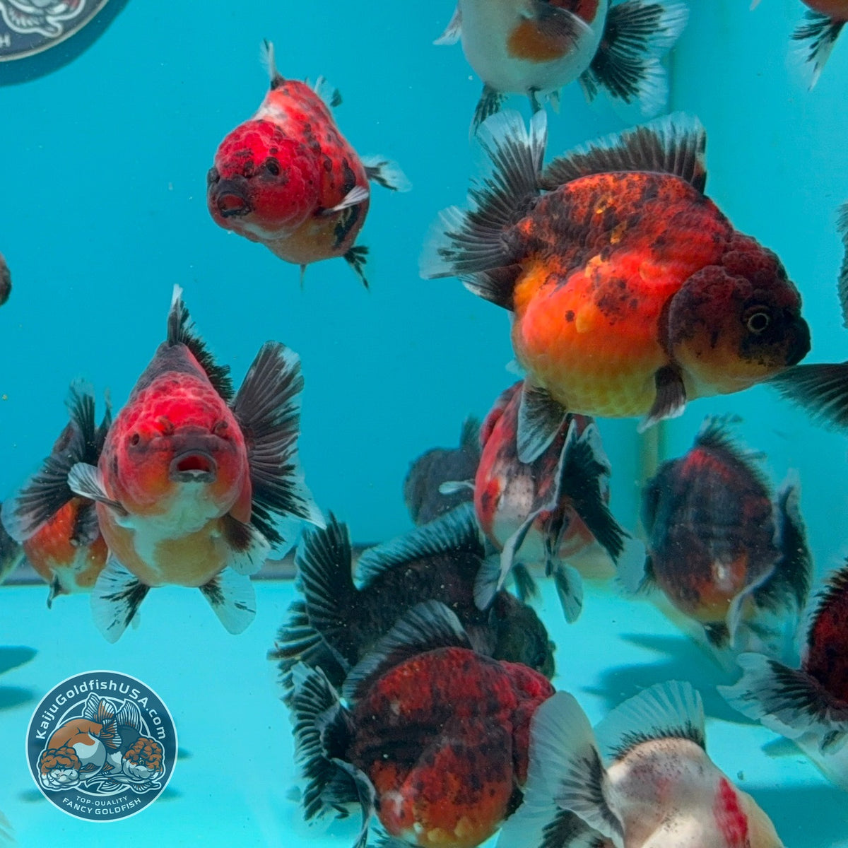 Baby Shogun Oranda 2.5-3 inch Body (260925_OR16)