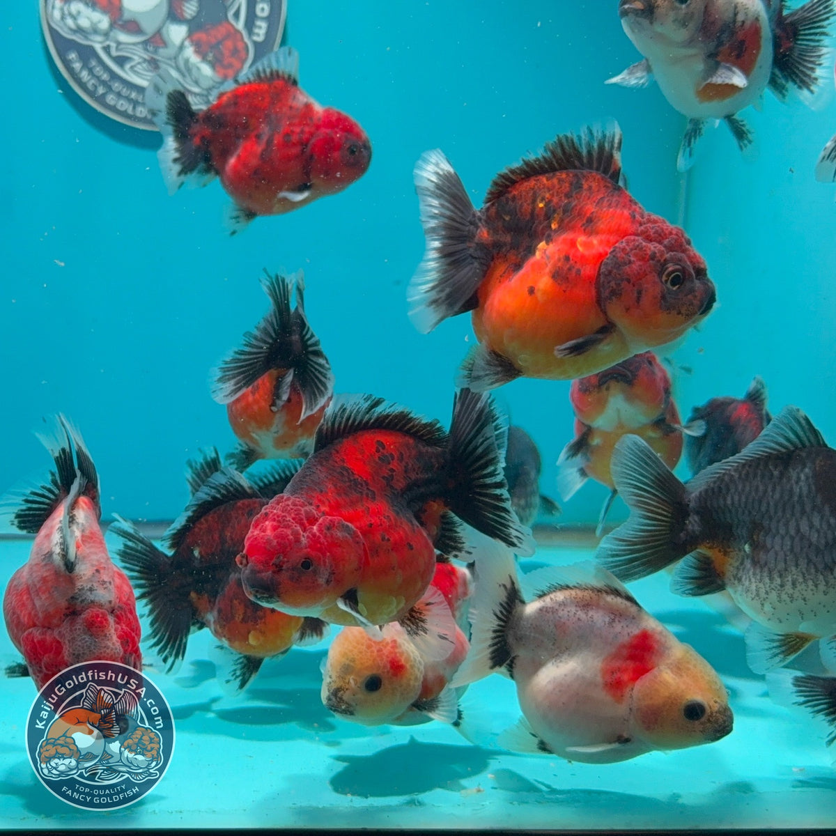 Baby Shogun Oranda 2.5-3 inch Body (260925_OR16)