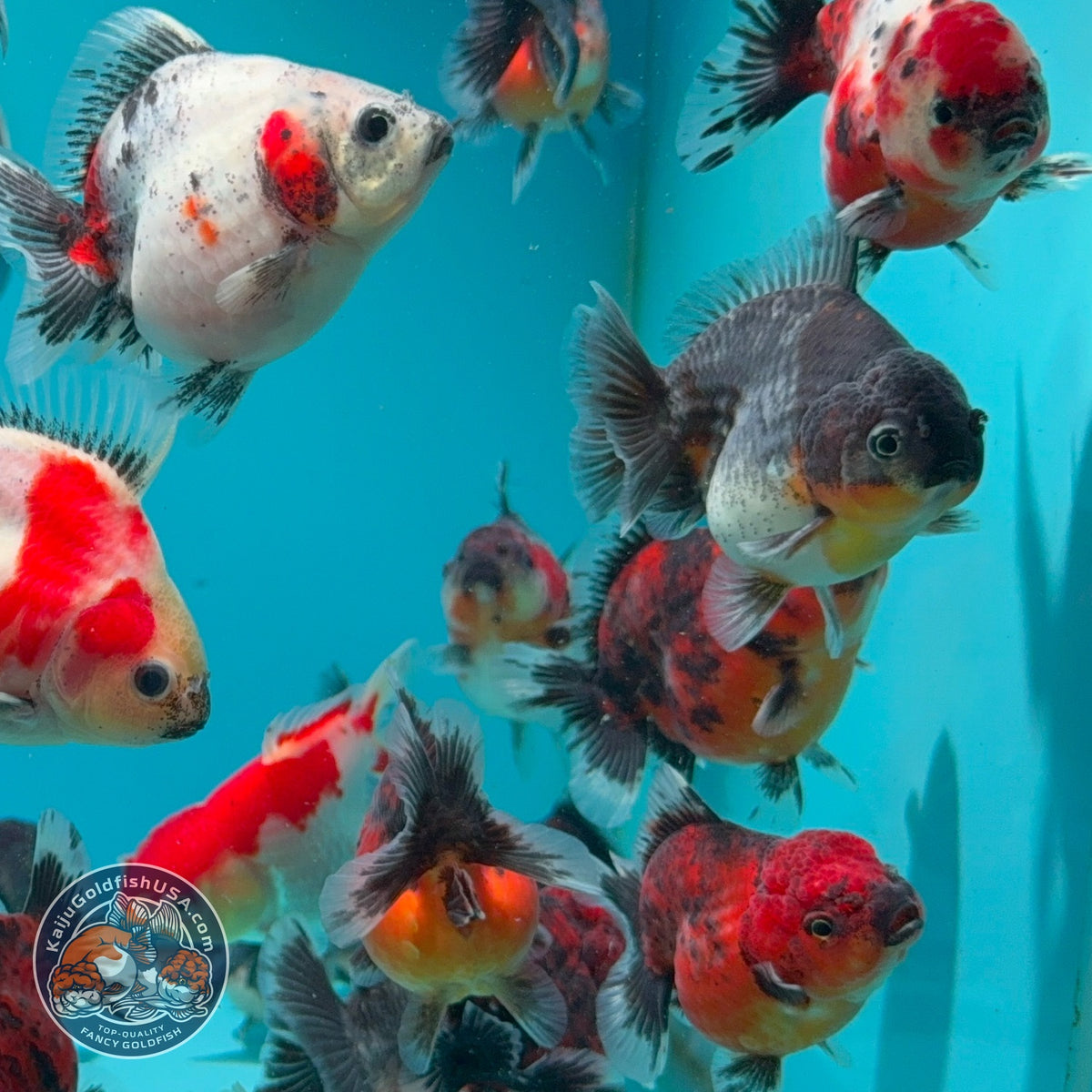 Baby Shogun Oranda 2.5-3 inch Body (260925_OR16)