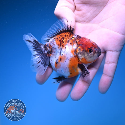 Baby Shogun Oranda 3 inch Body (261023_OR10)