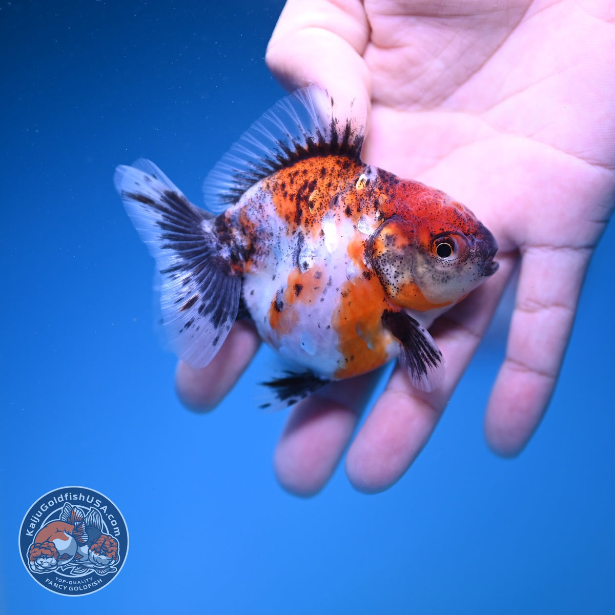 Baby Shogun Oranda 3 inch Body (261023_OR10)