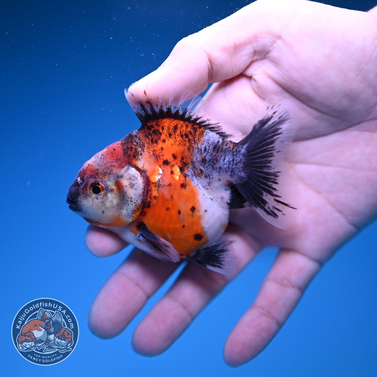 Baby Shogun Oranda 3 inch Body (261023_OR10)