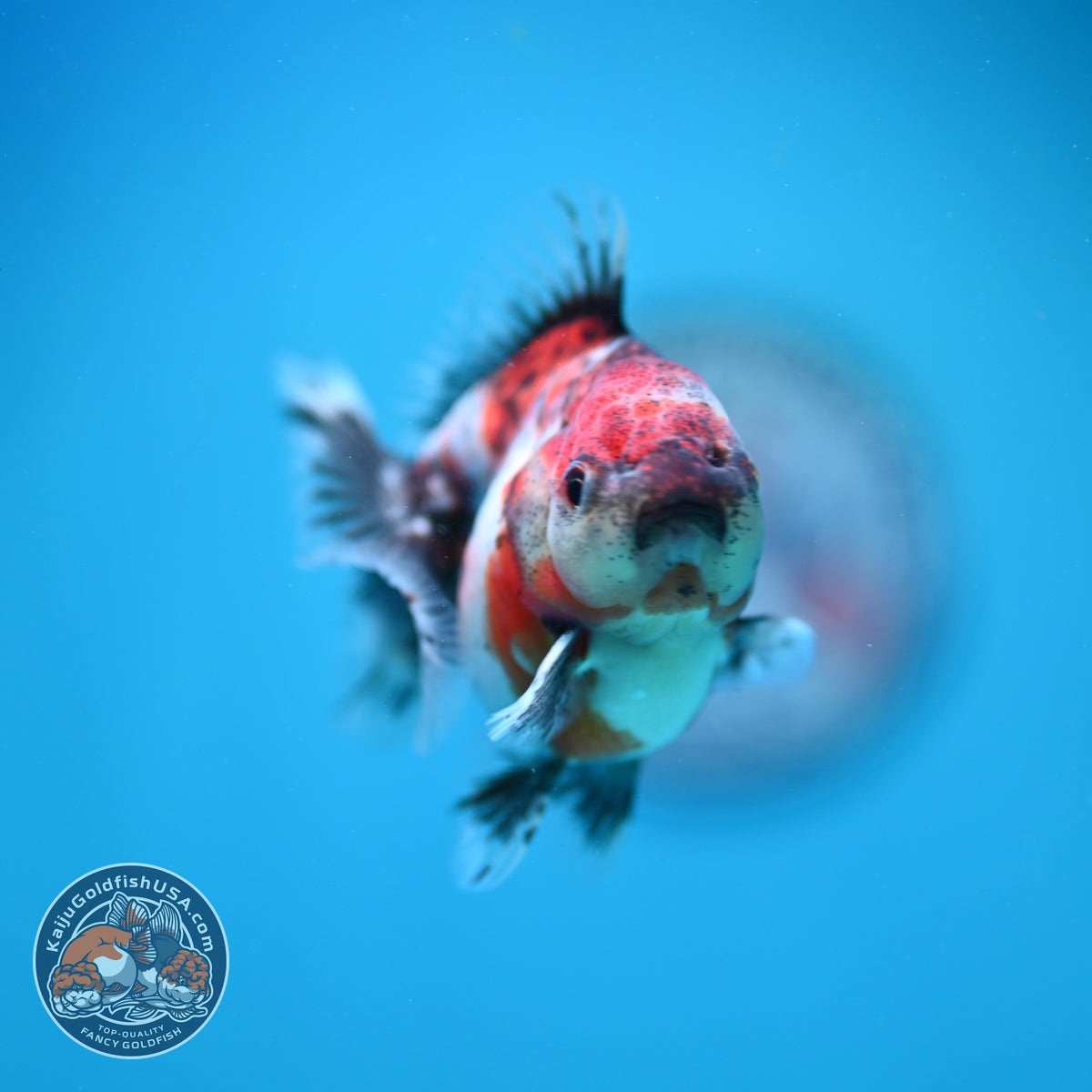 Baby Shogun Oranda 3 inch Body (261023_OR10)
