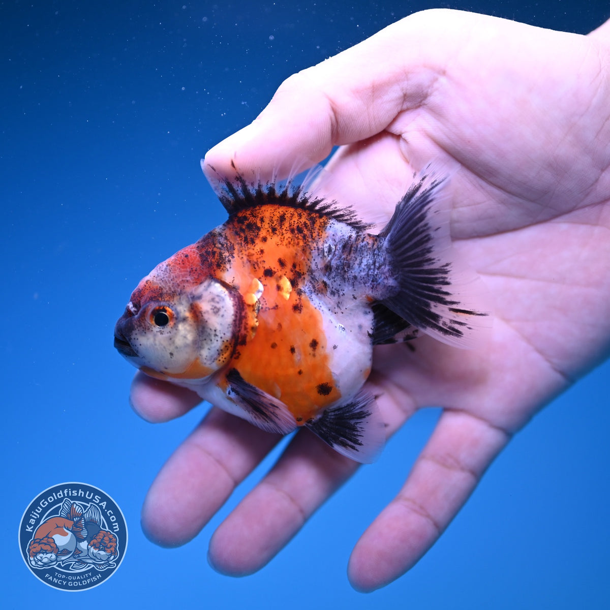 Baby Shogun Oranda 3 inch Body (261023_OR10)