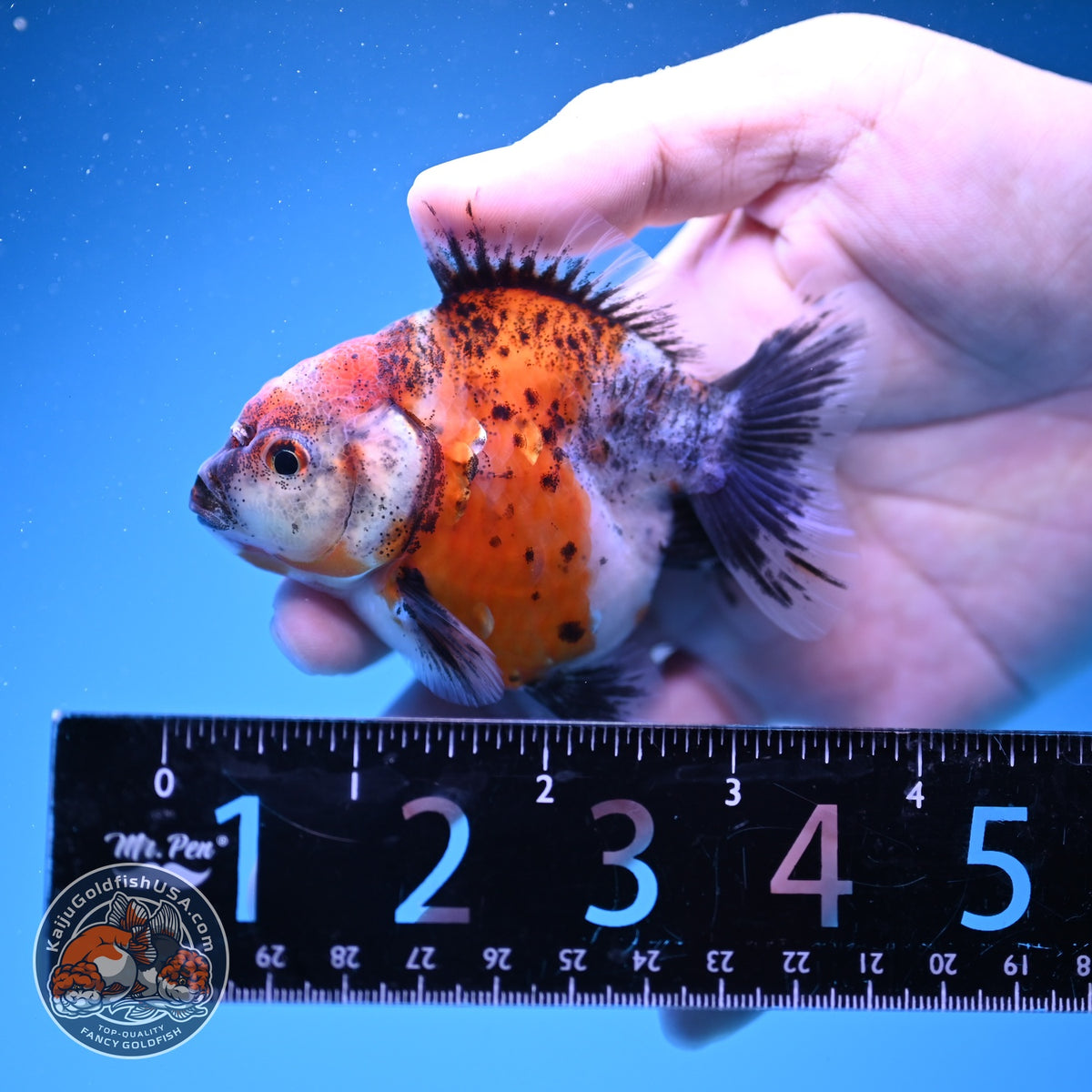 Baby Shogun Oranda 3 inch Body (261023_OR10)