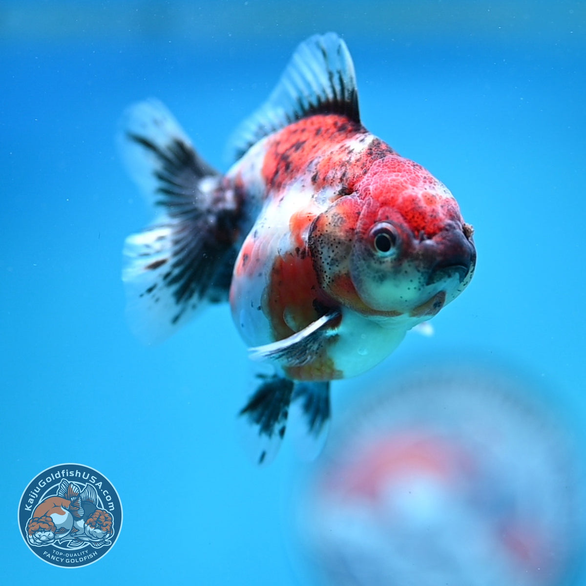 Baby Shogun Oranda 3 inch Body (261023_OR10)